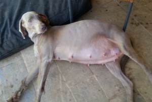 Pregnant weimaraner clearance